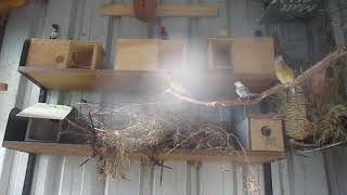 Blue Back & Split to Blue Gouldians. Part F