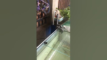 Chuyển đổi lọc tràn trên qua lọc tràn dưới tự làm tự dán kính#arowana #cárồng #crossback#aquarium