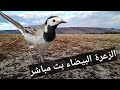 الزعرة البيضاء بث مباشر ٢٠٢٢ الزعرة البيضاء بث مباشر ٢٠٢٢