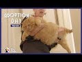 36-Pound Cat Finds A Mom Who Just Gets Him | The Dodo Adoption Day