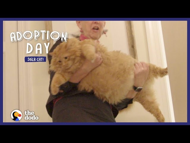 36-Pound Cat Finds A Mom Who Just Gets Him | The Dodo Adoption Day