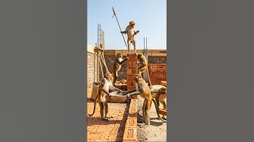 “😂 Hilarious Monkey Construction Chaos! Real Indian Monkeys at Work 🐒 #funny #shorts”