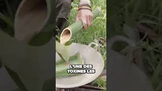 Le Poison Mortel De Lamazonie Un Danger Cach Dans La Nature