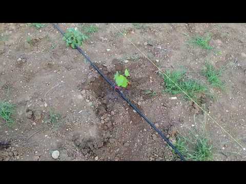 planting of green grape seedling / ვაზის დარგვა მწვანე ნერგით