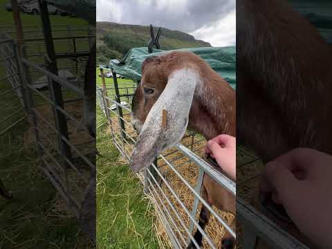 Kinross Show 12.08.2023. #kinross #scotland #goats #kinross_show #love #tourism #світнавласніочі