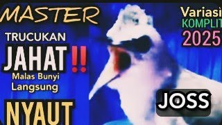 TRUCUKAN OMBYOKAN TRUCUK BAHAN PAUT BISU PASTI BUNYI IKUT GACOR DENGAR TRUCUK GACOR  NGROPEL INI