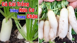 Trồng củ cải trắng trong chậu vừa lấy củ vừa đẹp.