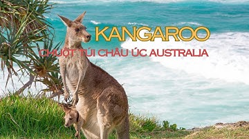Kangaroo chuột túi Châu úc Australia