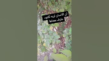 ماتيسر من سورة العاديات بصوتى بدون مؤثرات