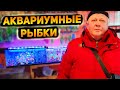 Харьков Салтовский Птичий Рынок во время военного положения! Ассортимент и цены на рыбок!