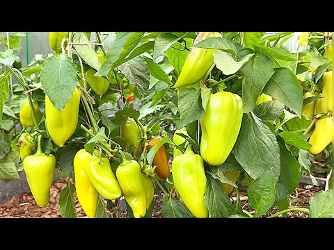 ВЫ ПРОСТО ОБЯЗАНЫ ПОСАДИТЬ ЭТОТ ПЕРЕЦ У СЕБЯ НА УЧАСТКЕ!
