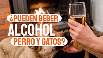 ¿Pueden tomar alcohol los perros?