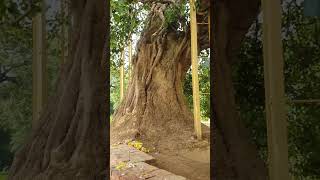 2500 Year Old Tree Bhagwan Budh Is Ped Ke Niche Dhyaan Lagate The Shravasti Up