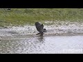 SWFL Eagles ~ E19 Dancing Fun & FOOTLOOSE Adventures At The Pond! 😊 *Music* 3.24.22