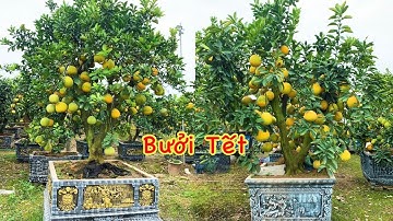 Bưởi cảnh chơi Tết 2023 tuyệt đẹp // 0858898765