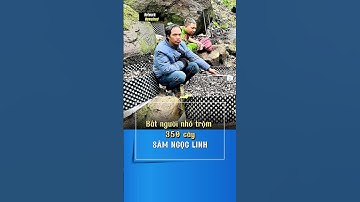 Bắt người nhổ trộm 350 cây sâm Ngọc Linh