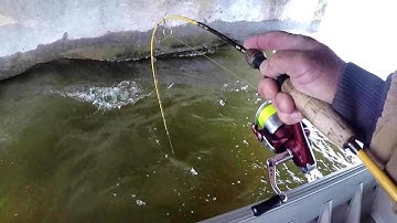 Crappie Fishing Bridges With Live Minnows