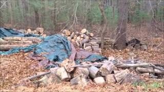 Malinois With Super Hunt Drive And Excellent Nose Blitzen 1Yr Old Serbian Import