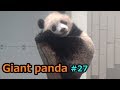 Giant panda㉗ まどろむシャンシャンが可愛い ジャイアントパンダ【上野動物園】