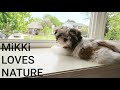 Puppy Loves Sounds of Nature Mikki Shih Tzu