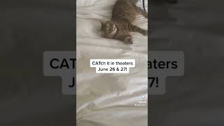 Catch A Studio ghibli Hidden Gem The Cat Returns In Theaters August 26 U0026 28