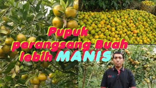 Cara Agar Jeruk Berbuah Manis Dan Besar, Dengan Metode Pemupukan Dan Penyemprotan