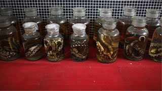 野生生物の取引めぐる中国のジレンマ　新型ウイルス拡大で禁止でも再開求める声