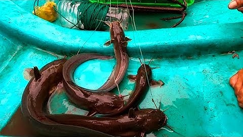 41 . Giăng Câu Kiếm Cá Ngát Và Bữa Cơm Tối Gia Đình ( Thái Ngọc Cần Giờ )