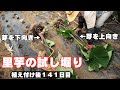 植え付けてから141日目の里芋の試し堀り【逆さ植えとの生長比較】2024年9月9日