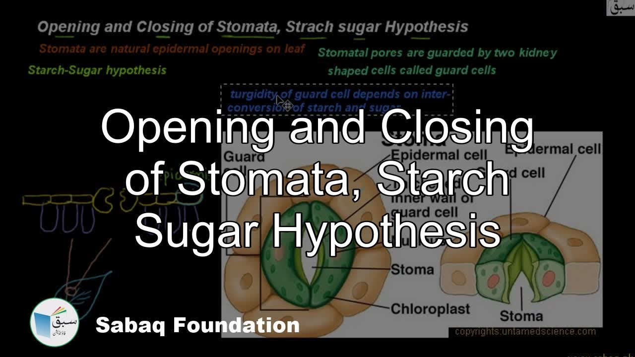 starch sugar hypothesis pdf