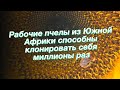 Рабочие пчелы из Южной Африки способны клонировать себя миллионы раз