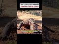 This Giant Lizard Paid the Ultimate Price for Greed!