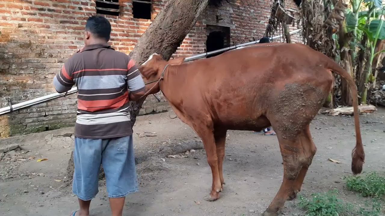 Cavalo Cruzando Funny Soo Horse VIDEOS de Triad MONTEI DO KATRACA ATOLADO EM UM LAGO