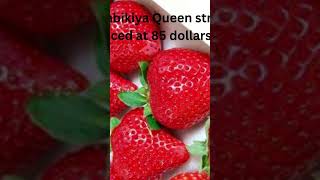 Sembikiya Queen Strawberries,  the rarest Strawberries ? on earth ?
