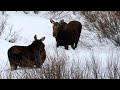 Snowshoeing Greater Yellowstone