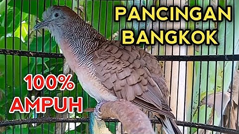 SUARA PANCINGAN PERKUTUT BANGKOK AGAR BUNYI - BIKIN PERKUTUT BANGKOK CEPAT GACOR 