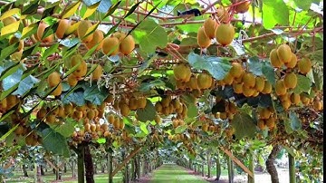 أجمل (حالات واتس آب) دينيه//2019//سورة البلد بصوت الشيخ ماهر معيقلي🌹👍