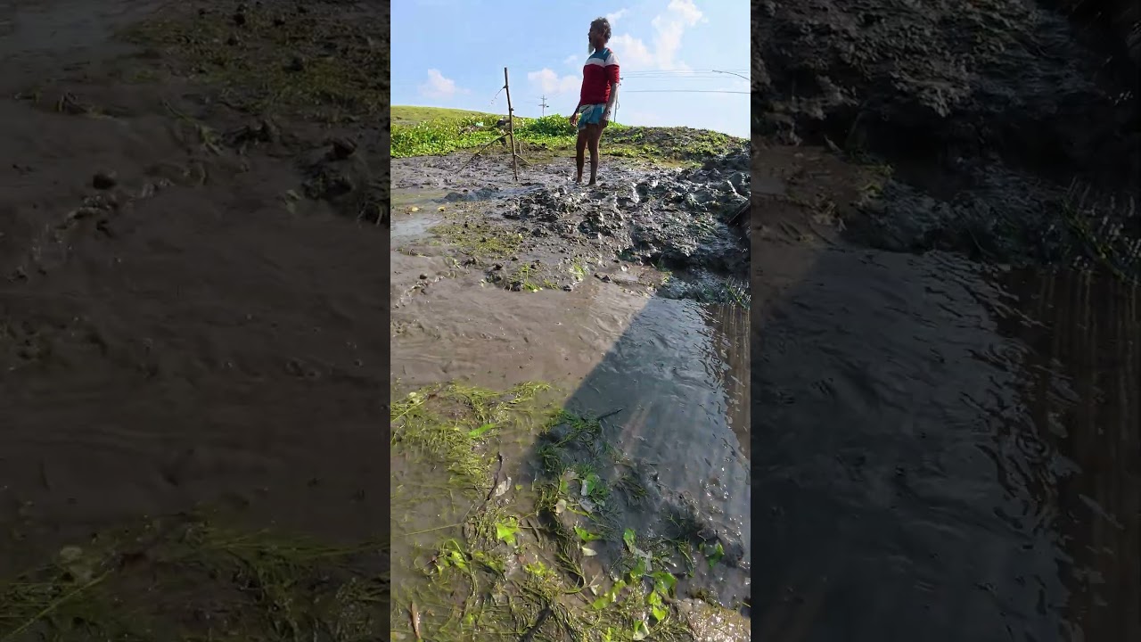 Amazing Mud Fishing Technique | Catching Giant Fish in Shallow Water 