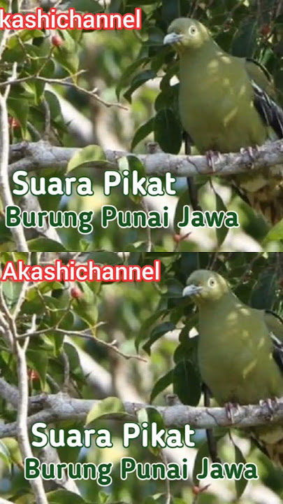 Suara Pikat Burung Punai Jawa #burung