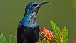 Suara masteran sogon   suara gemericik air #burung pemakan nektar @Cengel951