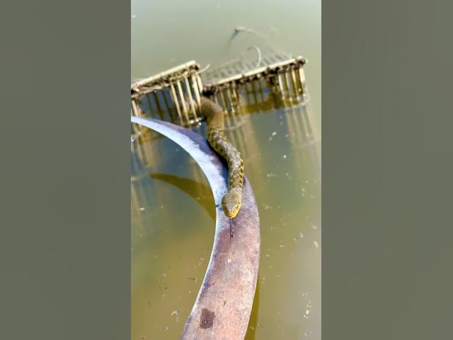 আটল এ বেঁধে আছে কতবড়ো সাপ 😧🐍(257) bengali village fishing video || local fishing vlog ||