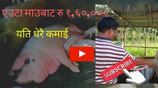 बङ्गुर ब्यबसाय गर्दा ध्यान दिनुपर्ने कुराहरु (pig farming in nepal)