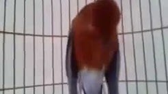 Teler !! kicau Burung Anis Merah Bikin Pingin Beli - Durasi: 20:07. Teler !! kicau Burung Anis Merah Bikin Pingin Beli - Durasi: 20:07.