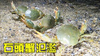【猛貨合集】小漁冒雨趕海，石頭蟹毛螺抓了一大桶，回家給孩子做大餐！【漁小仙】
