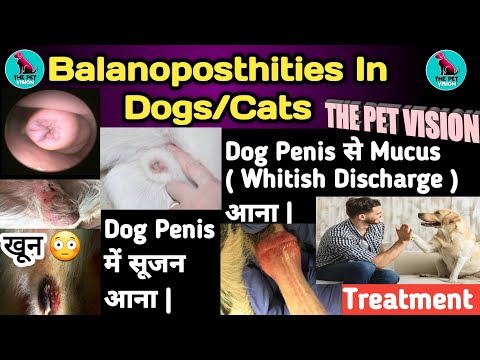 inflammation in dog penis || Balanoposthitis In Dogs || Balanities || Dog के Penis मे सूजन आना || 😱😱