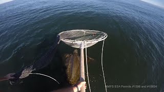 Sea turtles off US West Coast plummet