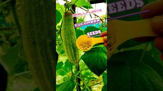 #shorts#tips for growing🥒🌱 garden cucumber at home#trending#shortvideo#ytshort#youtubeshorts#dwarf