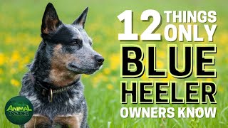 12 Things Only Blue Heeler Dog Owners Understand by Animal Insider + 210 views 1 month ago 8 minutes, 21 seconds