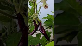 eggplant plant growing in sac farming agriculture agriculturefarming brinjal baingankikheti