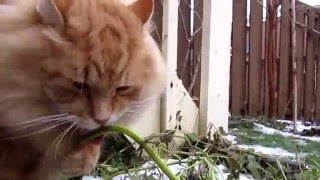 Winter catnip harvest by JohnnyAlgoma 77 views 8 years ago 42 seconds